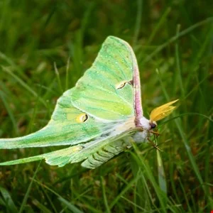 Inside the Corporate Machine of Cyber-Extortion: A Deep Dive into the Luna Moth Leaks