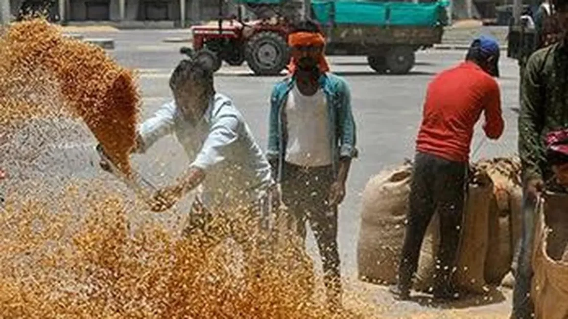 Wheat Market Strains: Millers Urge Government to Boost Weekly Auction Quotas Amid Scarcity